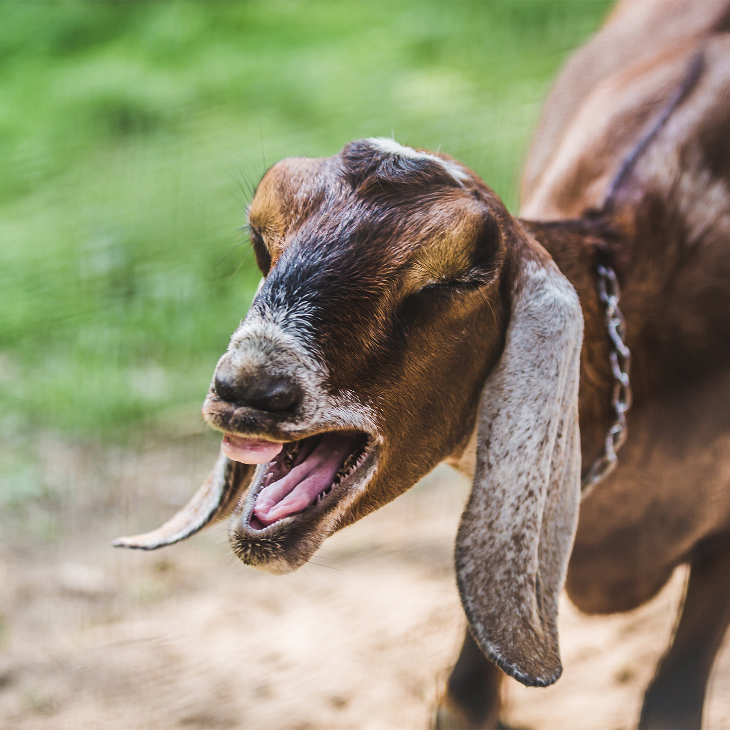 Laughing Goat-2025
